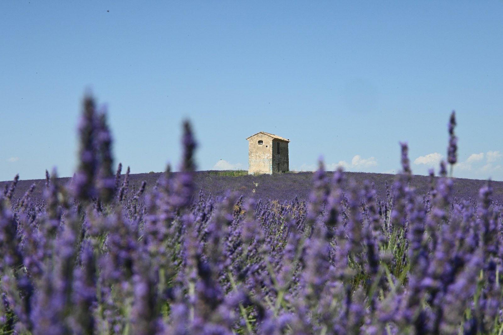 Champ de lavande et mas provençal